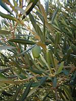 Olivier Belgentier (olive de table) (en Corse) (Photo F. Mrugala) (2)